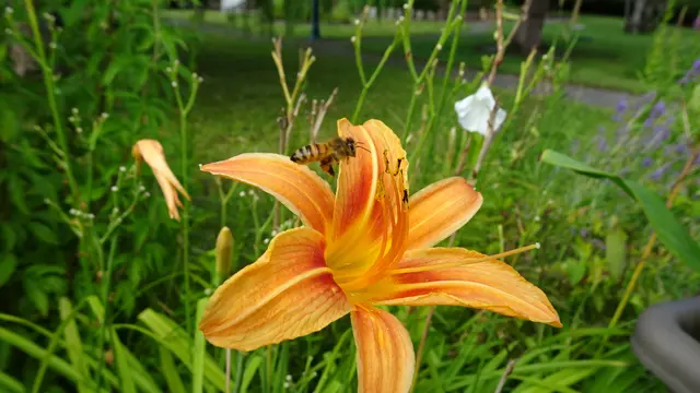 Auch die allerletzten Blüten sind Bienen &amp; Co als Nahrungsquelle sehr willkommen. ... | Foto: © Silvia Plischek