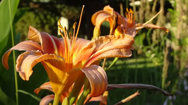 Foto: © Silvia Plischek