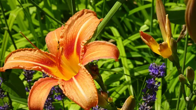 Diese Bilddoku zeigt den heurigen Blühverlauf von 20. Juni bis 23. Juli 2025. ... | Foto: © Silvia Plischek