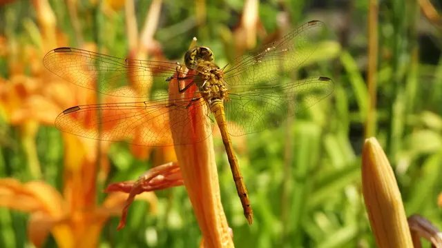Taglilien werden nicht nur von Bienen, sondern auch von Libellen gerne besucht. ... | Foto: © Silvia Plischek