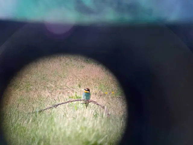 Im Juli lud der Naturpark Rosalia-Kogelberg zu einem besonderen Workshop bei den Bienenfresserwänden in Rohrbach ein.  | Foto: Naturpark Rosalia-Kogelberg