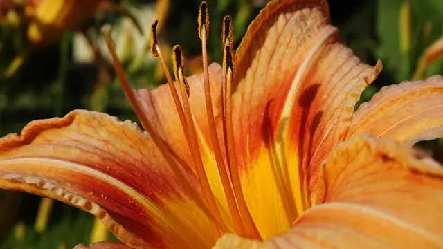 Blickfang in Orange ... &gt; Intro 2 &lt; | Foto: © Silvia Plischek