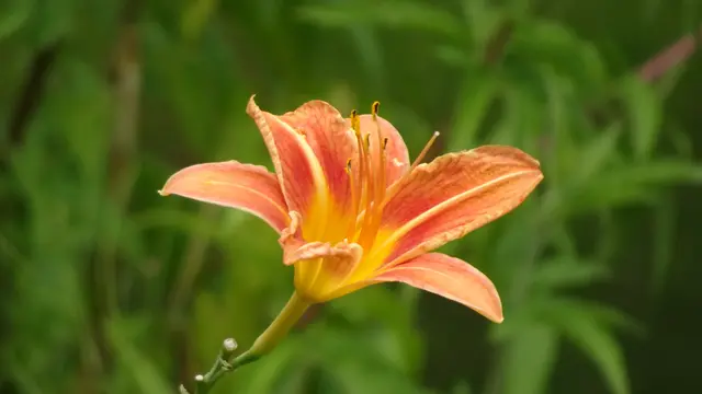 Ende der heurigen Blühsaison am 23. Juli. ... Auf Wiedersehen bis zum nächsten Jahr, wenn ... | Foto: © Silvia Plischek