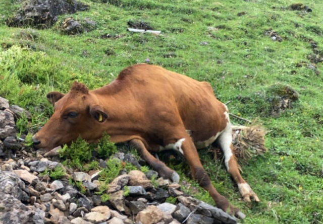 Der Rissradar der Weidezone Tirol zeigt die erschreckenden Bilder der Angriffe von Raubtieren in Tirol. | Foto: Weidezone Tirol/Rissradar