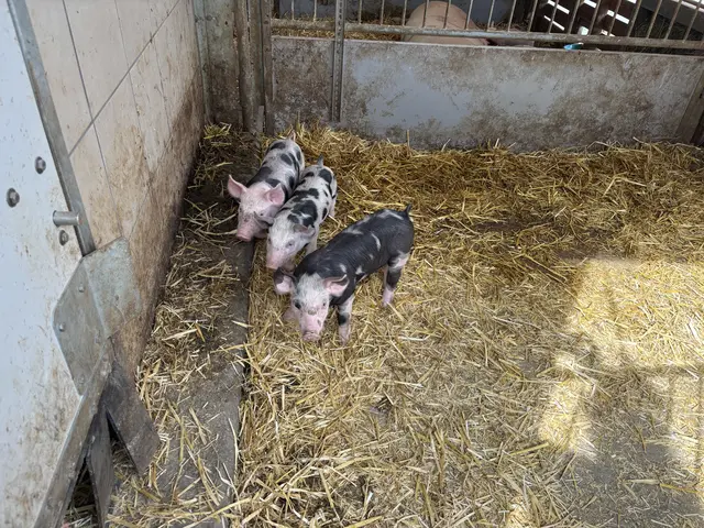 Neugierige Ferkel | Foto: Bachhofner