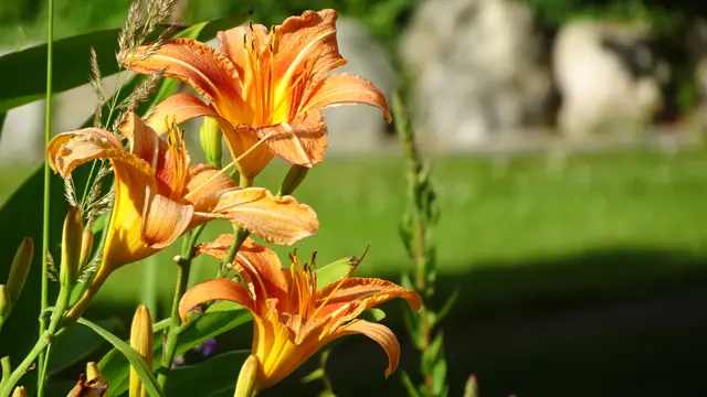 Foto: © Silvia Plischek