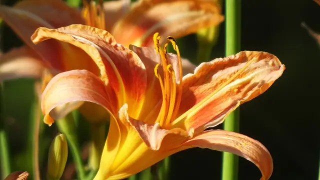 Foto: © Silvia Plischek