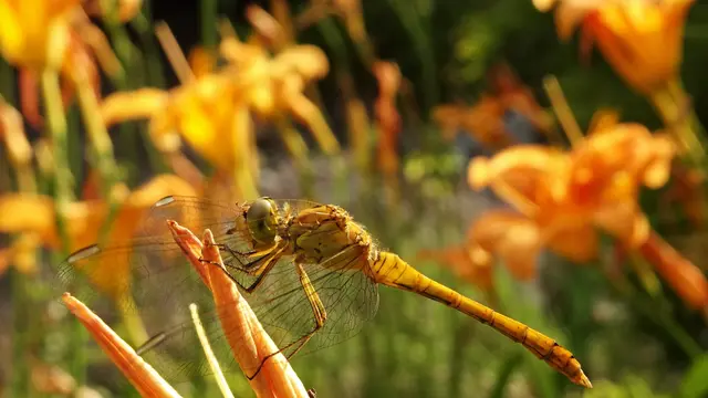 Foto: © Silvia Plischek