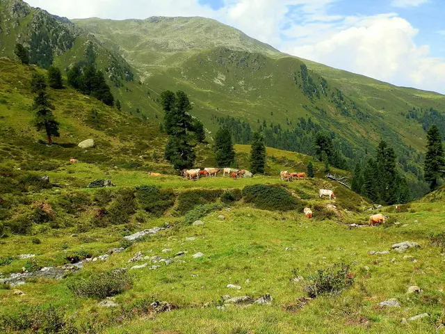 Auf 2.080 Almen in Tirol finden sich 32.000 Milchkühe, 77.000 Rinder (Galtvieh), 3.500 Pferde, 68.000 Schafe und 7.000 Ziegen.
| Foto: MeinBezirk