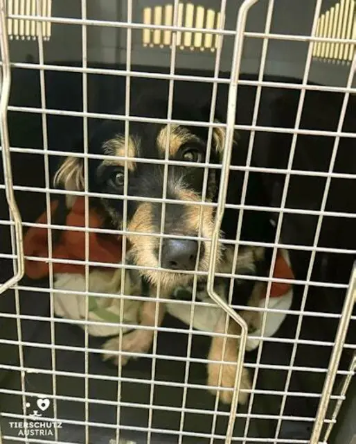 Nach einem Unfall wird Rüde "Benni" aktuell bei Tierschutz Austria wieder gesund gepflegt. | Foto: Tierschutz Austria