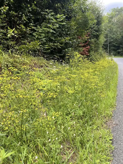 Beim Spaziergang durch Neuwaldegg, soll ein Anrainer die wilden Pastinaken gestreift haben.  | Foto: Z.V.g.
