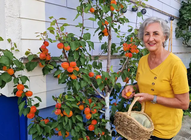 Anni Mayr bei der Marillenernte im Garten. | Foto: Josef Mayr