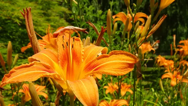 Blickfang in Orange ... &gt; Intro 3 &lt; | Foto: © Silvia Plischek