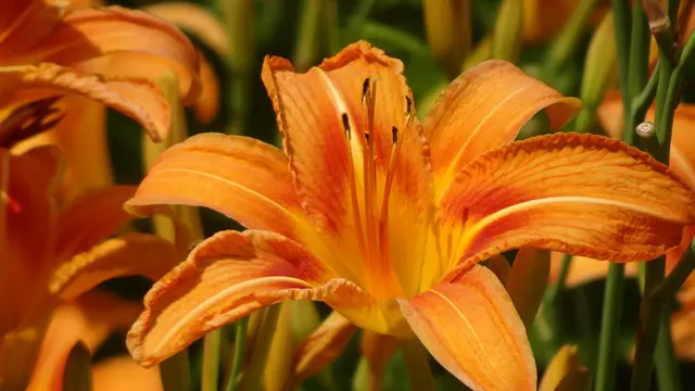 Foto: © Silvia Plischek