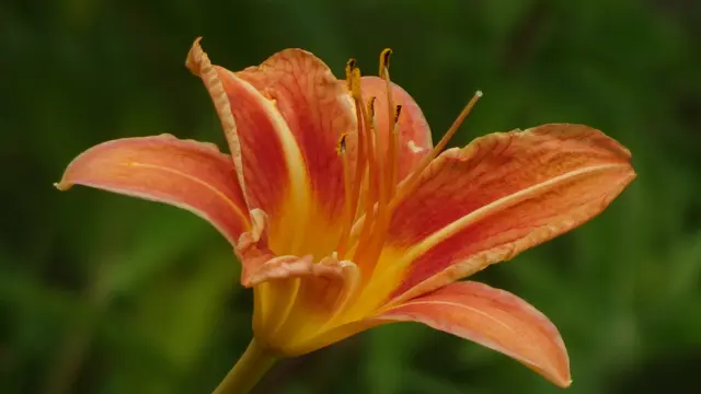 ... wenn diese pflegeleichte Schönheit aus dem Reich der Hemerocallis wieder jeden Garten mit ihrer intensiv orange leuchtenden Blütenpracht verzaubert. | Foto: © Silvia Plischek