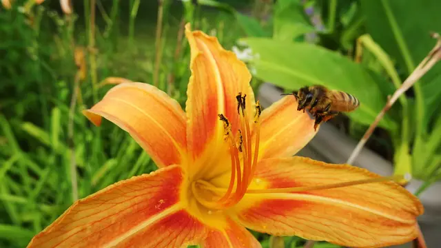 Bei Bienen &amp; Co bis zuletzt sehr beliebt. ... | Foto: © Silvia Plischek