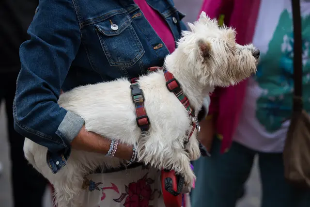 Foto: Olga Bereslavskaya