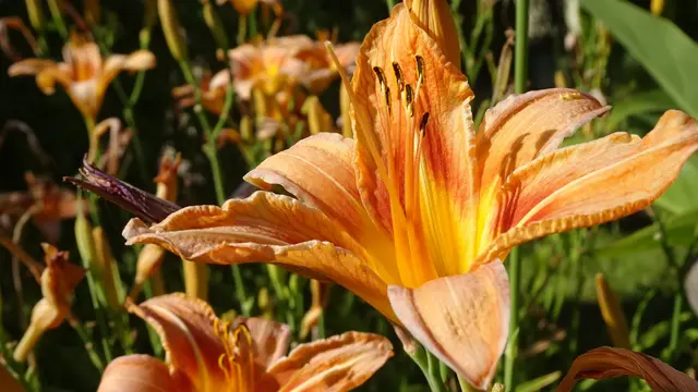 Foto: © Silvia Plischek