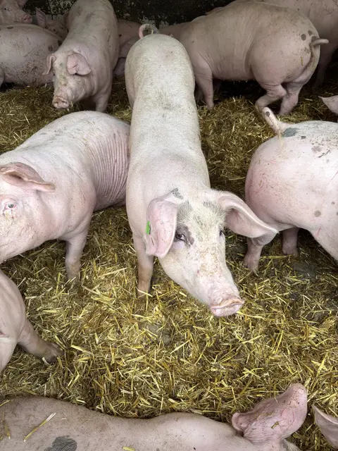 Neugierige Mastschweine | Foto: Bachhofner