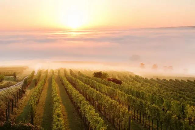 Auf den Weinherbst im Weinland Traisental kann man sich freuen. Einen Vorgeschmack bekommt man beim Kellergassenfest am Sauberg am 22. und 23. August oder Kunst &amp; Wein in Haugsdorf am 23. und 24. August. (Archiv) | Foto: Niederösterreich Werbung/ schwarz-koenig.at