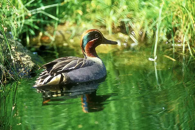 Die Krickente brütet hierzulande an störungsarmen Stillgewässern mit dichtem Uferbewuchs. © J. Limberger