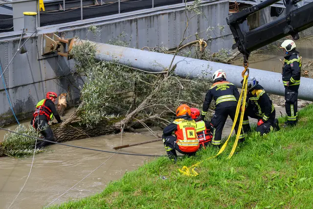 Eine große Weide verkeilte sich bei einer Schiffssanlegestelle im Bereich der Nibelungenbrücke. | Foto: Team Fotokerschi/Werner Kerschbaummayr
