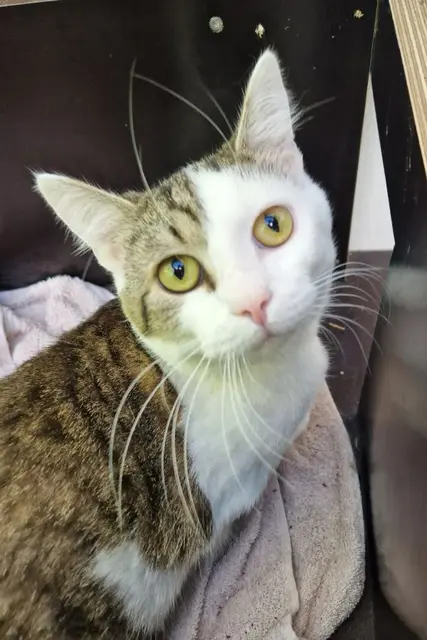 Gisbert ist ein unkomplizierter Katzengenosse, der unglaublich gerne kuschelt. | Foto: Arche Wels