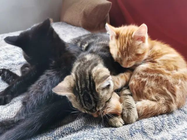 Eine Autolenkerin hat im Gemeindegebiet von Treubach (Bezirk Braunau) direkt am Fahrbahnrand drei Katzenbabys entdeckt.  | Foto: Pfotenhilfe