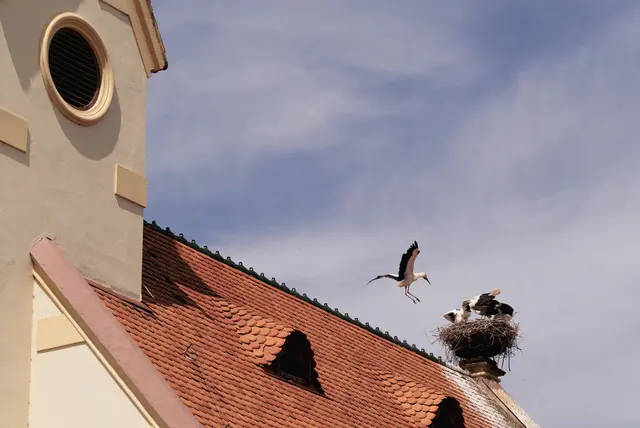 Elternstorch im Anflug auf das Nest. | Foto: Santrucek