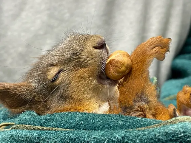 Die ganze Zeit hielt das Eichhörnchen seine Haselnuss fest. | Foto: Tierparadies Schabenreith / Hofner