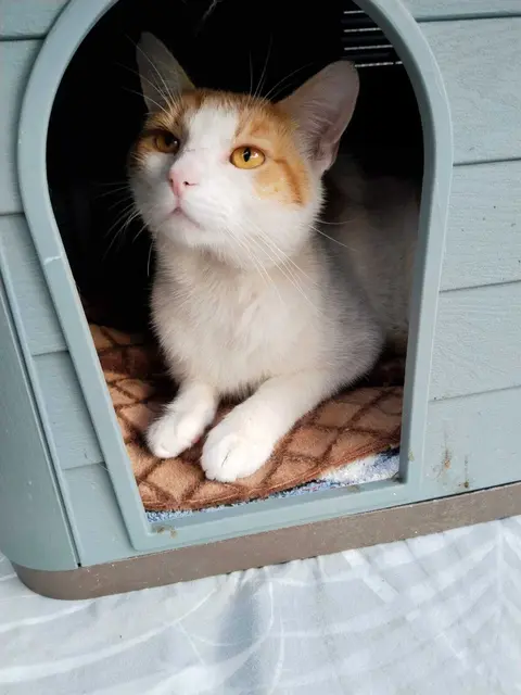 Mit Hunden hat Vrodo keinerlei Probleme – ein souveräner Charakter, der sich durch nichts aus der Ruhe bringen lässt.  | Foto: TSV Katzfatz