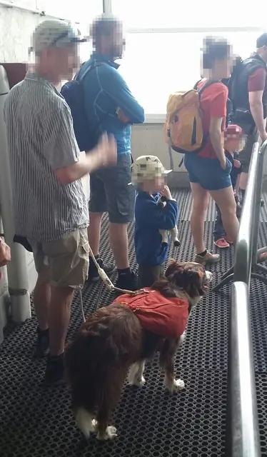 Im Kassa- oder Liftbereich benötigt der Hund einen Maulkorb (öffentliches Verkehrsmittel). | Foto: Tiroler Bergwacht - Einsatzstelle Stubai