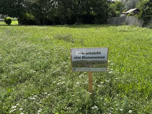 Hier entsteht eine Blumenwiese. | Foto: Victoria Edlinger