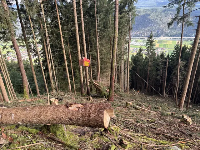 Die letzten drei Jahre waren für die Waldbewirtschaftung bei uns besonders schwierig - und wichtiger denn je.