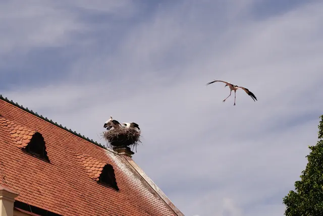 Und da kommt schon der zweite Elternteil mit Nahrung für die Kleinen. | Foto: Santrucek