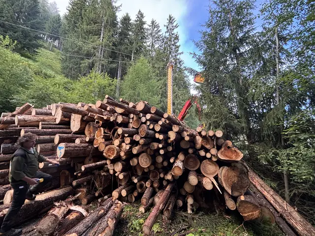Große Mengen an Schadholz fallen auch heuer wieder an. Nach Hitze, Sturmschäden und Borkenkäfer muss rasch gehandelt werden.