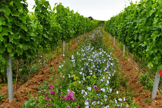 Am Wochenende wird es im Burgenland teils regnerisch. | Foto: Hermann Sauer