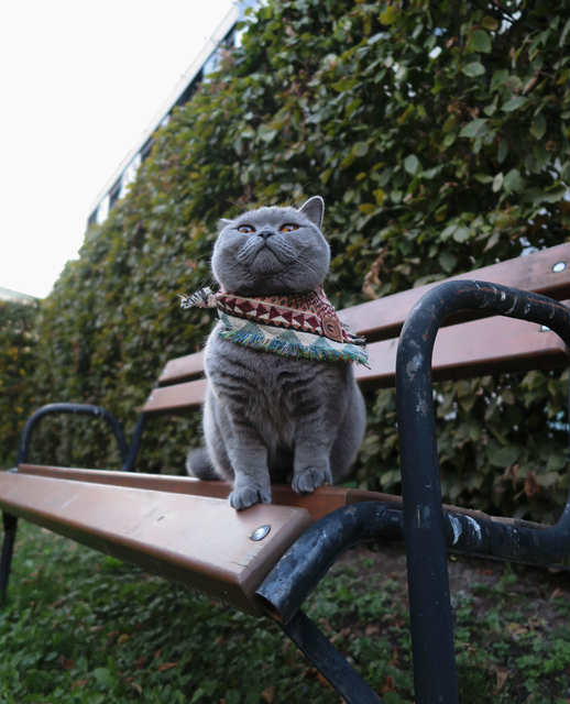 Sukis Blick beschreibt ihren Charakter ziemlich gut. Sie ist eine kleine Diva, wie Theresa erläutert. | Foto: MIAU