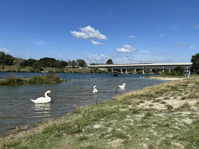 Bei der U6-Station Neue Donau befindet sich ein großer Flachwasserbereich. Für Rollstühle ist der Wasserzugang wegen des unwegsamen Geländes und schlammigen Böden kaum geeignet. | Foto: Sarah Marie Piskur / MeinBezirk