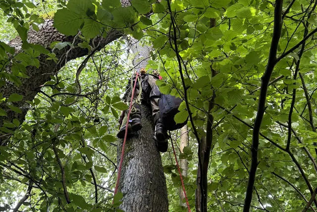 Mit spezieller Kletterausrüstung und viel Geduld gelang es dem Team der Tierhilfe Gusental, die Katze nach einem vorsichtigen Aufstieg sicher zu erreichen. | Foto: Tierrettung Gusental