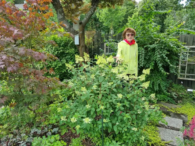 Ganz besondere Freude bereitet Gisela Löw die Rispenhortensie.  | Foto: Astrid Höbenreich-Mitteregger