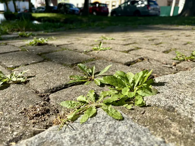 Mit dem ersten Entsiegelungswettbewerb für burgenländische Gemeinden sagt die Landesregierung der Bodenversiegelung den Kampf an.  | Foto: Stefan Schneider