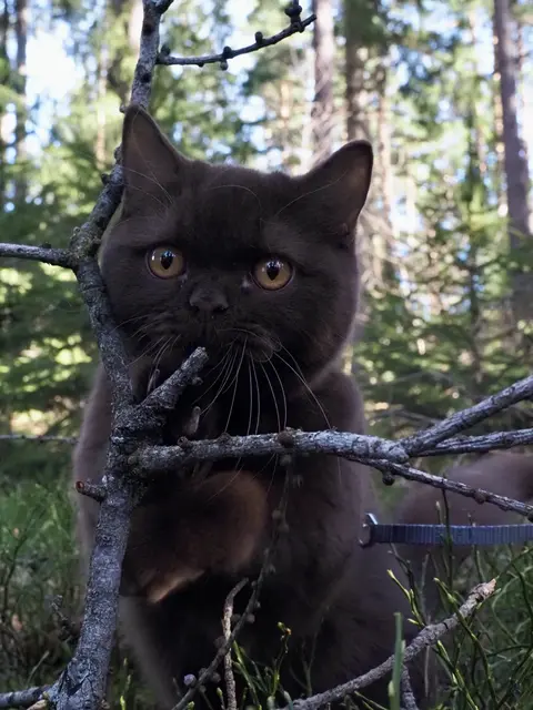 Frodo im Wald bei Kranebitten. | Foto: MIAU