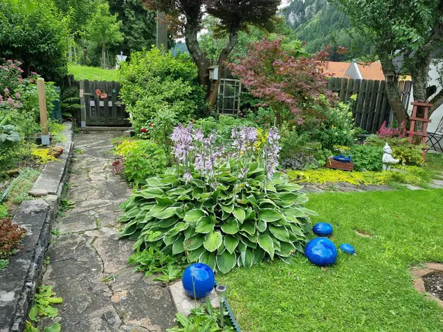 Die Hosta, eine Herzblattlilie, auch Funkie genannt, wächst üppig in Gisela Löws Garten und macht große Freude.  | Foto: Astrid Höbenreich-Mitteregger