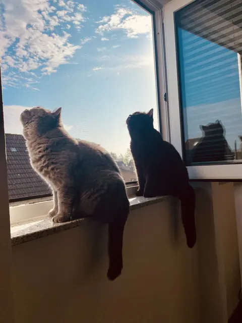 Suki und Frodo können es wohl kaum erwarten, wieder in den Wald zu kommen...oder sie genießen einfach die Sonne. | Foto: MIAU