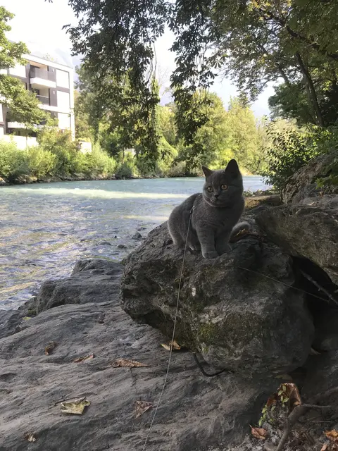 Suki an der Sill. | Foto: MIAU