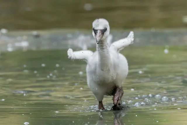 Um die Gruppengröße ausgewogen zu halten und andere Zoos beim Aufbau stabiler Zuchtgruppen zu unterstützen, werden nach der Brutsaison einige dieser Jungvögel im Rahmen des Europäischen Erhaltungszuchtprogramms abgegeben.

 | Foto: Daniel Zupanc