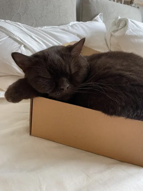 Kartons sind schnell belegt, und werden als Schlafplatz genutzt. | Foto: MIAU