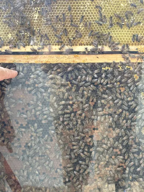 Die Königin ist größer und hat ein "spitzes Hinterteil", erklärt der Bienenprofi. | Foto: Nathanael Peterlini/MeinBezirk