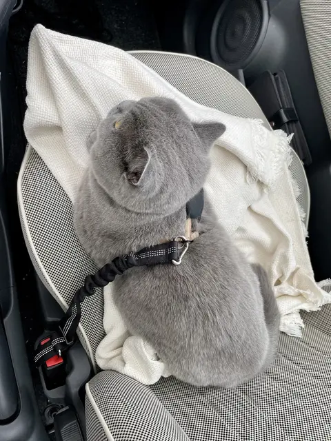 Suki angeschnallt im Auto. Sicheres Autofahren - auch für Katzen. | Foto: MIAU